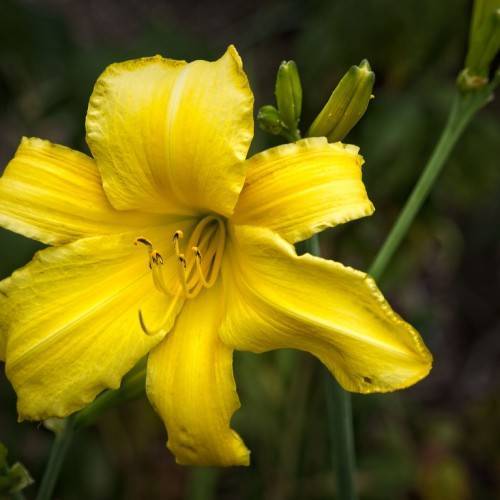 yellow flower with curvy petals, yellow stamens, and green stems