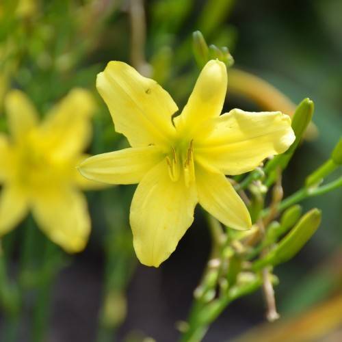 Daylily (Hemerocallis 'Steeple Jackie') showcasing its yellow flowers, green buds and stem