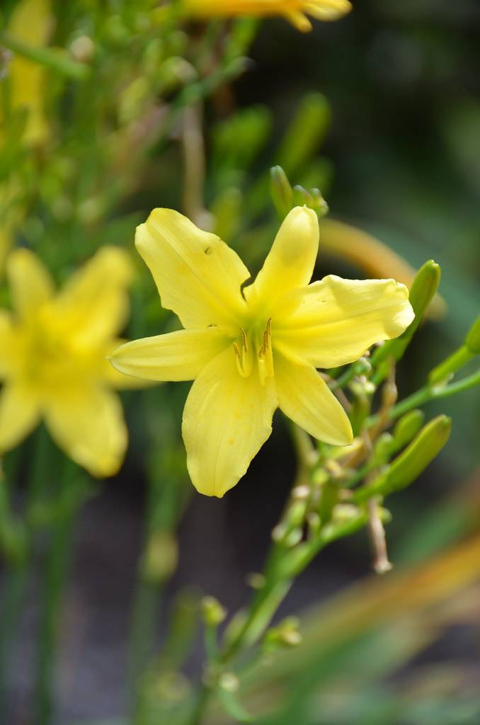 Daylily (Hemerocallis 'Steeple Jackie') showcasing its yellow flowers, green buds and stem