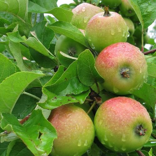 Magenta-green fruit with green leaves, lime petiole, brown stems, yellow midrib, veins and blades.