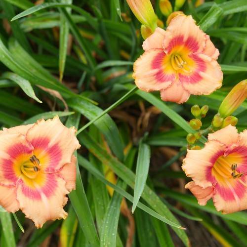 Tetraploid daylily (Hemerocallis 'Strawberry Rose') featuring blooms in shades of strawberry pink, peach or yellow against green foliage