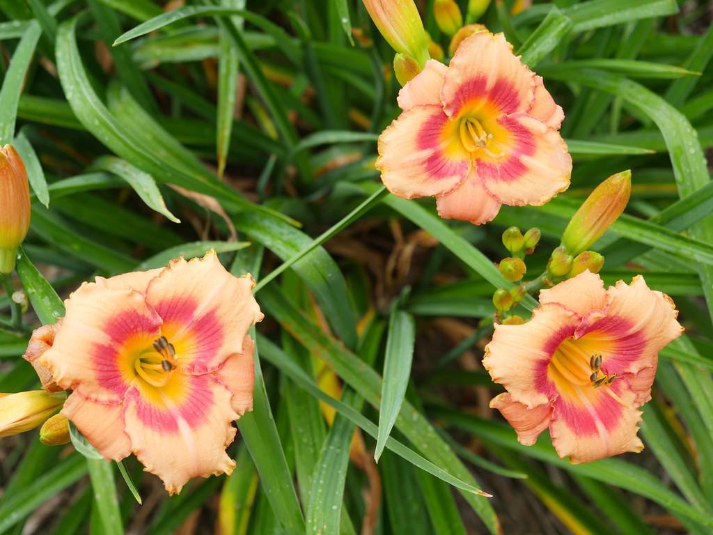 Tetraploid daylily (Hemerocallis 'Strawberry Rose') featuring blooms in shades of strawberry pink, peach or yellow against green foliage