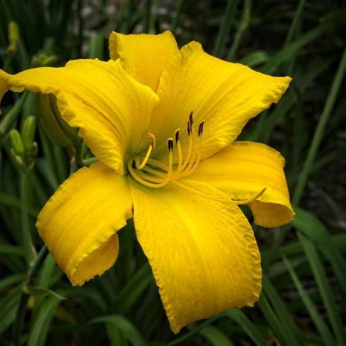 Daylily (Hemerocallis 'Techny Spider') flower, featuring yellow bloom with intricate details, brown stamens and green foliage