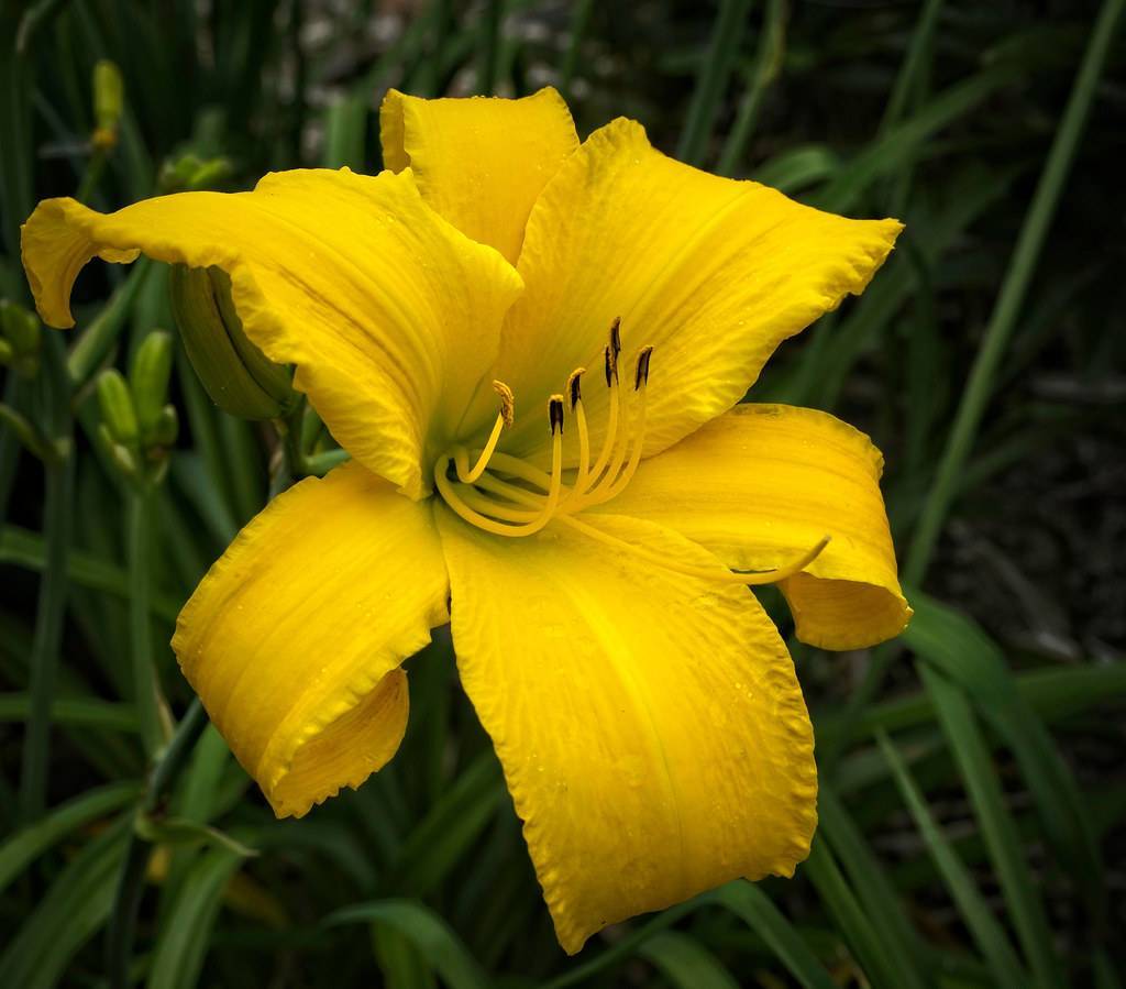 Daylily (Hemerocallis 'Techny Spider') flower, featuring yellow bloom with intricate details, brown stamens and green foliage