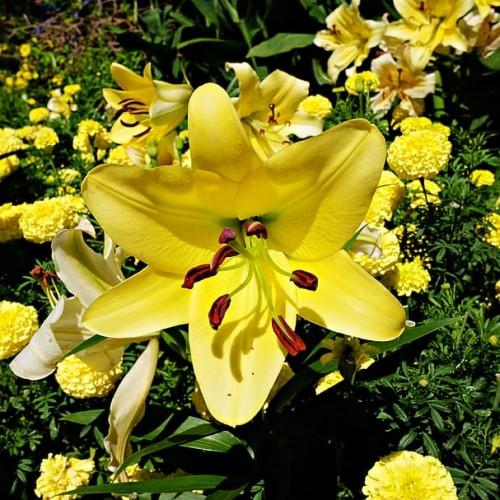 Yellow flower with lime center, magenta stigma, burgundy-yellow anthers, lime style, lime filaments and green leaves