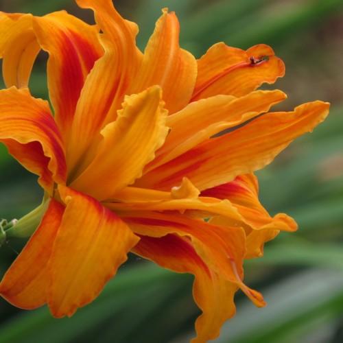Orange-red flower with lime-green petiole.