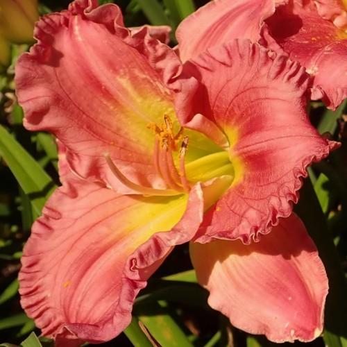 Light-Red flower with yellow-lime center, white stigma, red-yellow style, yellow-brown anthers and red-yellow filaments