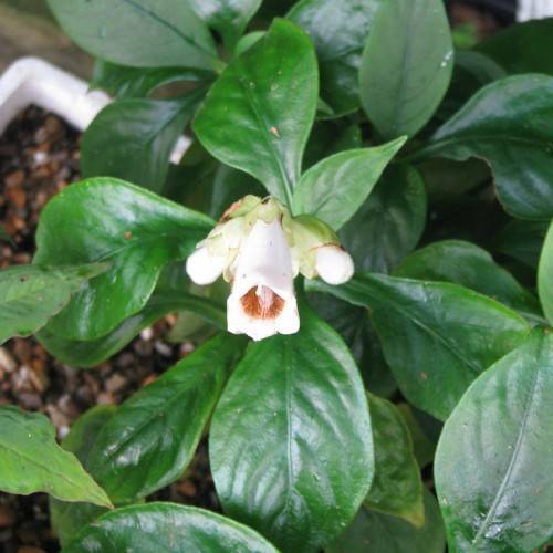 False Sinningia (Hemiboea subcapitata) featuring white flowers with yellowish brown throats and dark green leaves