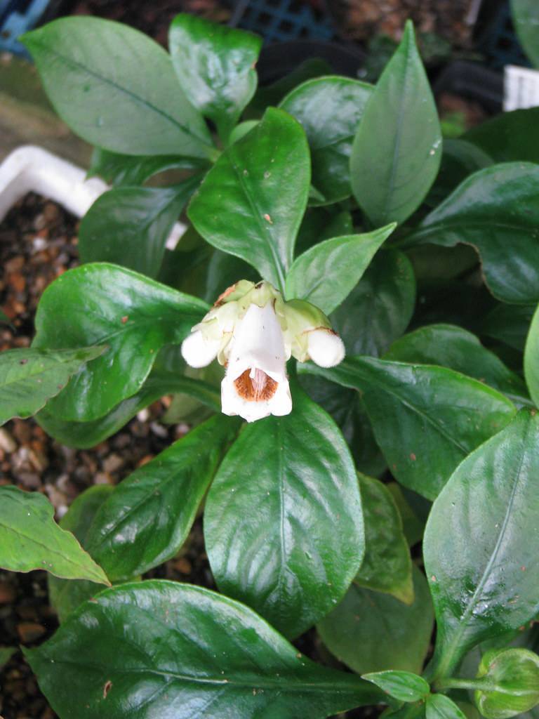 False Sinningia (Hemiboea subcapitata) featuring white flowers with yellowish brown throats and dark green leaves
