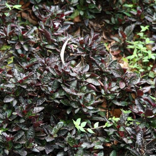 Burgundy-green leaves with white blade.