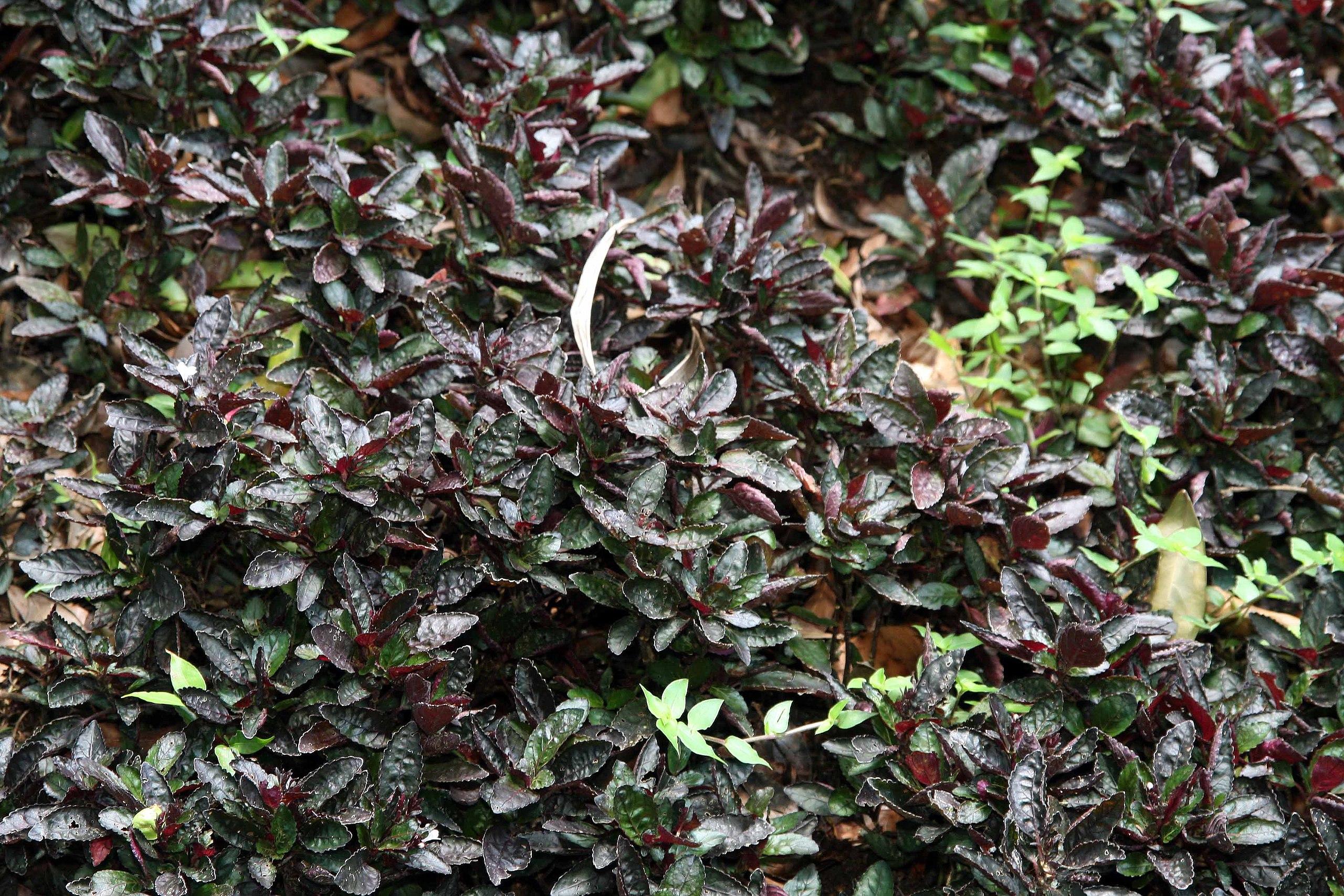 Burgundy-green leaves with white blade.