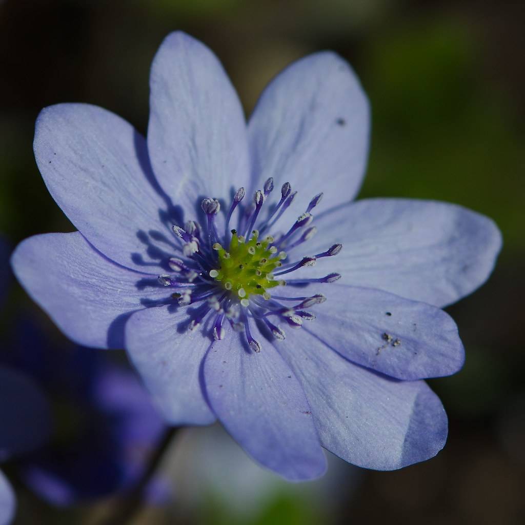 Hepatica transsilvanica featuring blue flower having a green center atop brown stem
