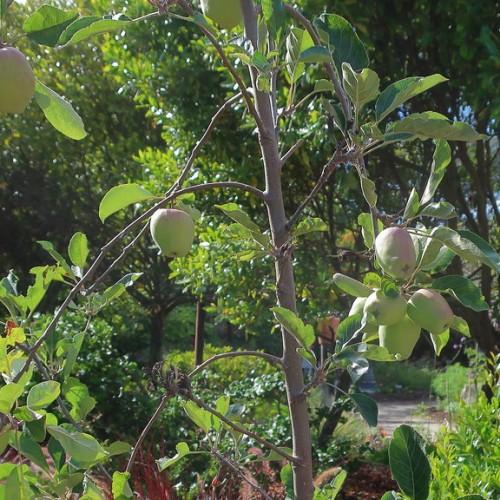 A brown twig, yellow-green leaves, and is full of red fruit (cherries) .