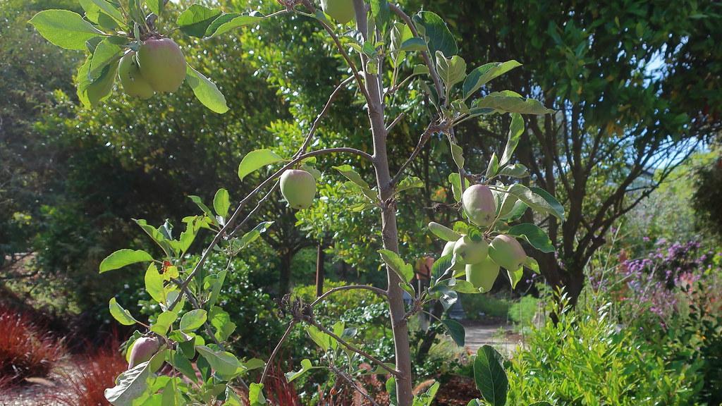 A brown twig, yellow-green leaves, and is full of red  fruit (cherries) .