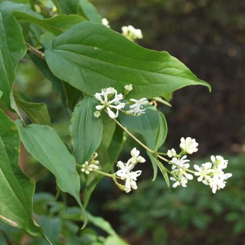 White flowers with lime center, yellow stem, green leaves, yellow midrib and veins
