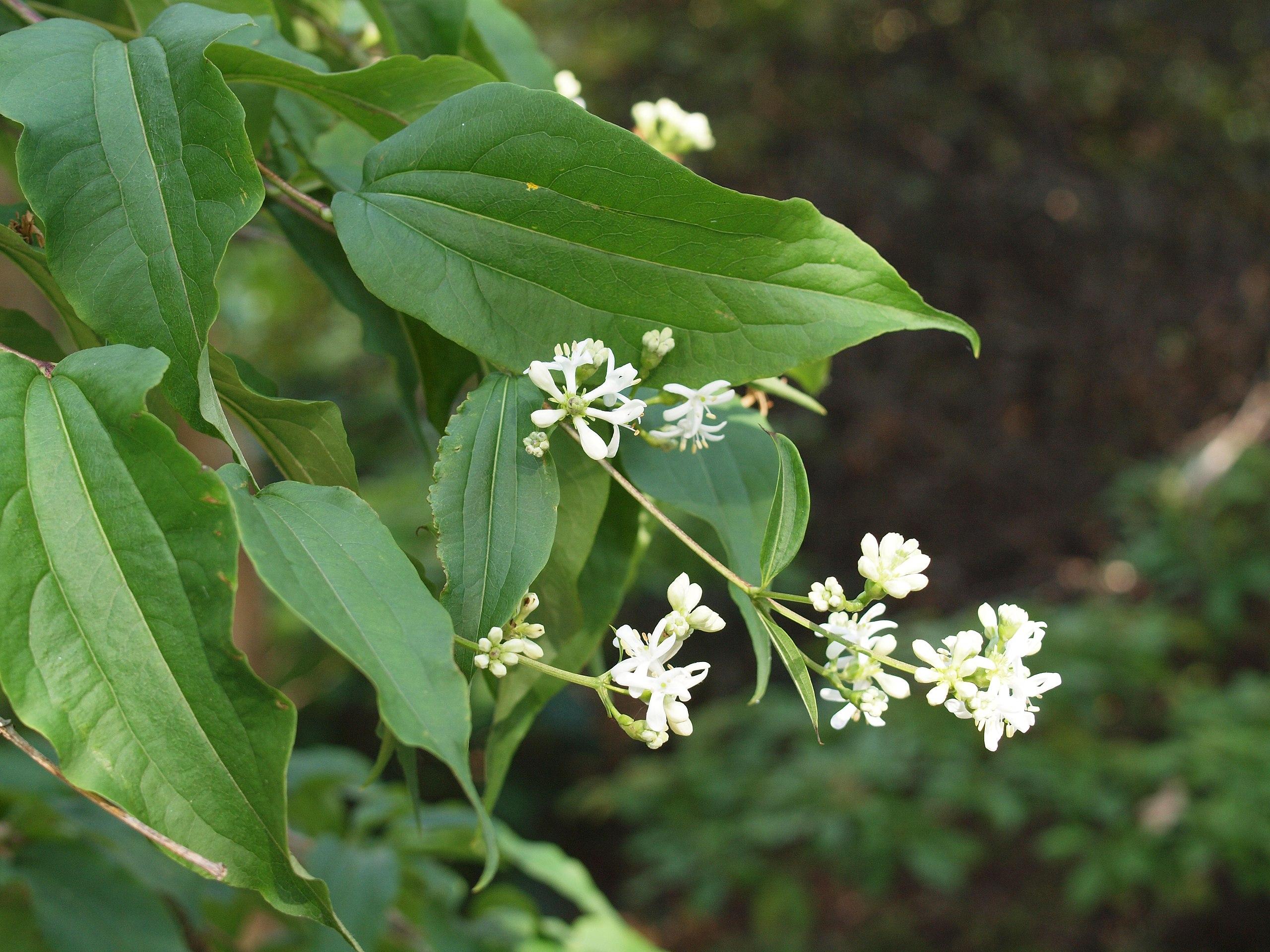 White flowers with lime center, yellow stem, green leaves, yellow midrib and veins