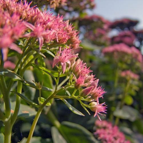 Pink flower, dark-pink anthers, pink filament, pink-lime buds, lime sepal, lime-green petiole, green leaves and stems