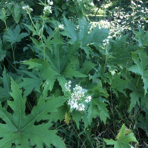 Giant Hogweed (Heracleum mantegazzianum) showcasing white flower clusters with lobed green leaves