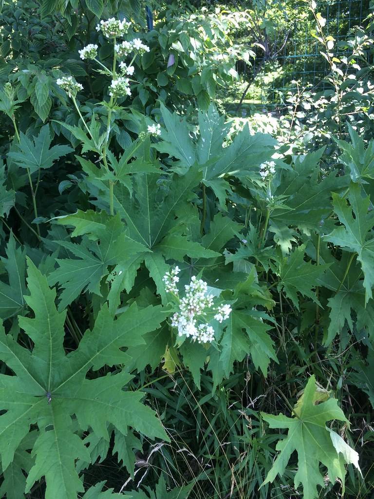 Giant Hogweed (Heracleum mantegazzianum) showcasing white flower clusters with lobed green leaves