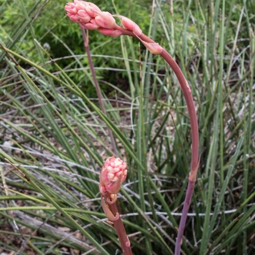 Pink flower with dark-pink stems and pink stipules