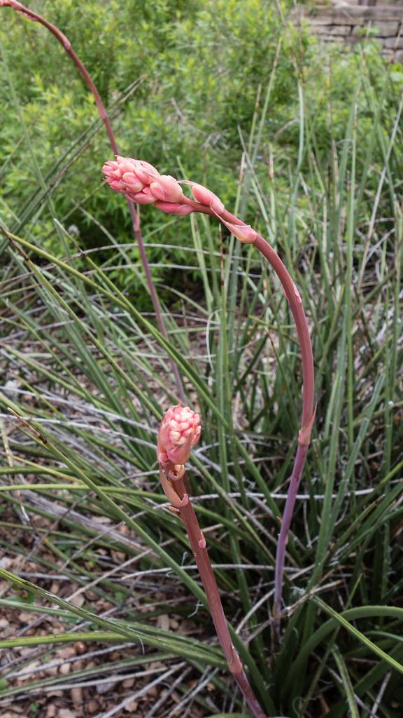 Pink flower with dark-pink stems and pink stipules 