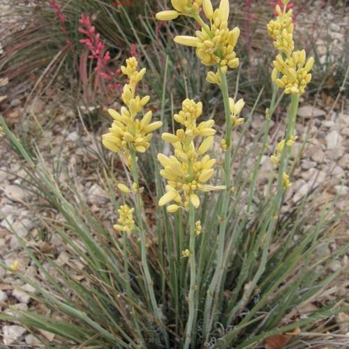 Yellow flowers with yellow buds, yellow sitpules, green-white hair, green stems and leaves