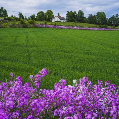Dame's rocket (Hesperis matronalis) displaying clusters of fragrant purple or white flowers on tall, slender green stems in a field