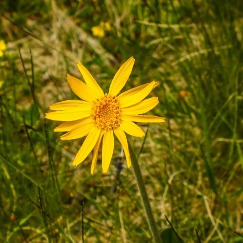 Yellow flower with orange-yellow center and green stems