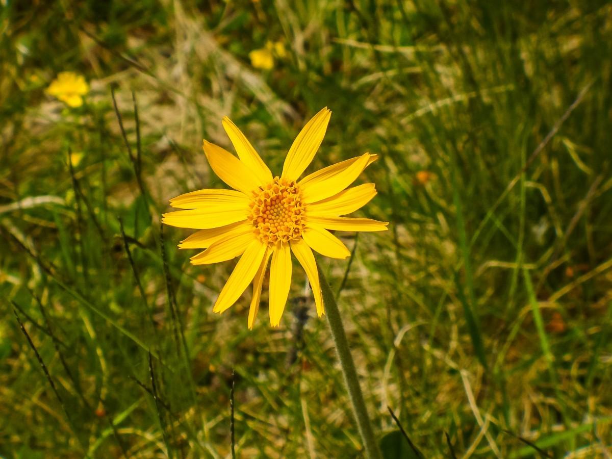 Yellow flower with orange-yellow center and green stems