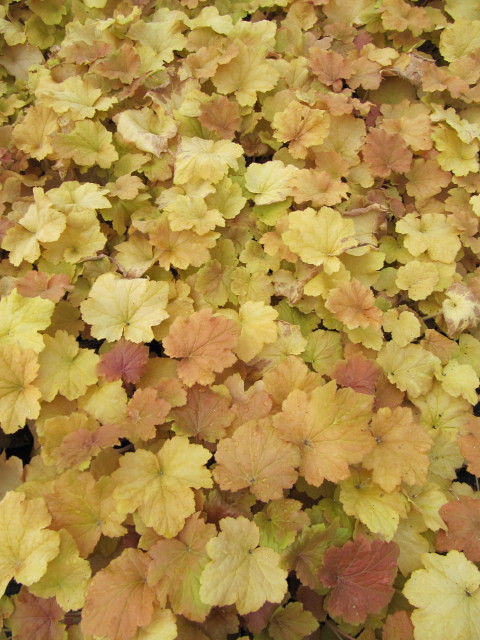 Coral Bells (Heuchera 'Caramel') featuring caramel-colored foliage with ruffled edges