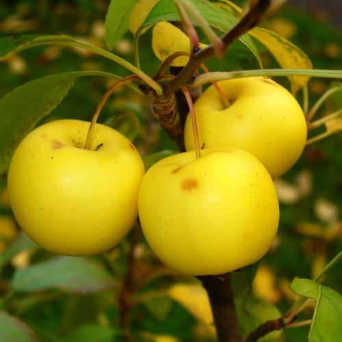 round, glossy, yellow fruits, with deep-brown, woody stem, and glossy, green leaves