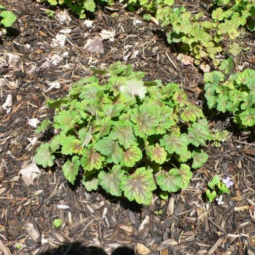 Green leaves with brown center, green stems, white midrib and brown veins