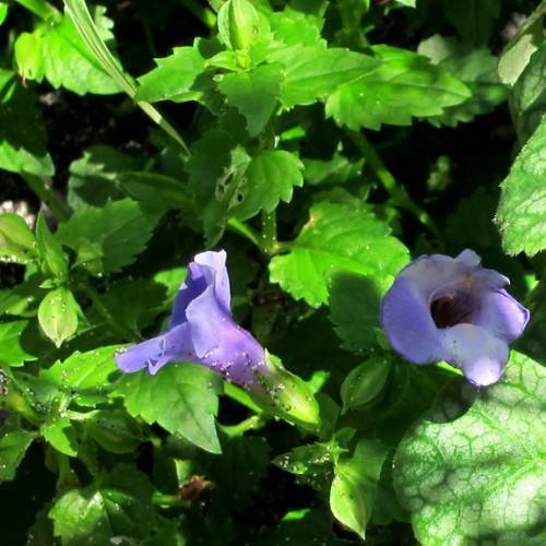 Coral Bells (Heuchera americana) displaying bell-shaped blue-purple flowers on slender stalks above green leaves