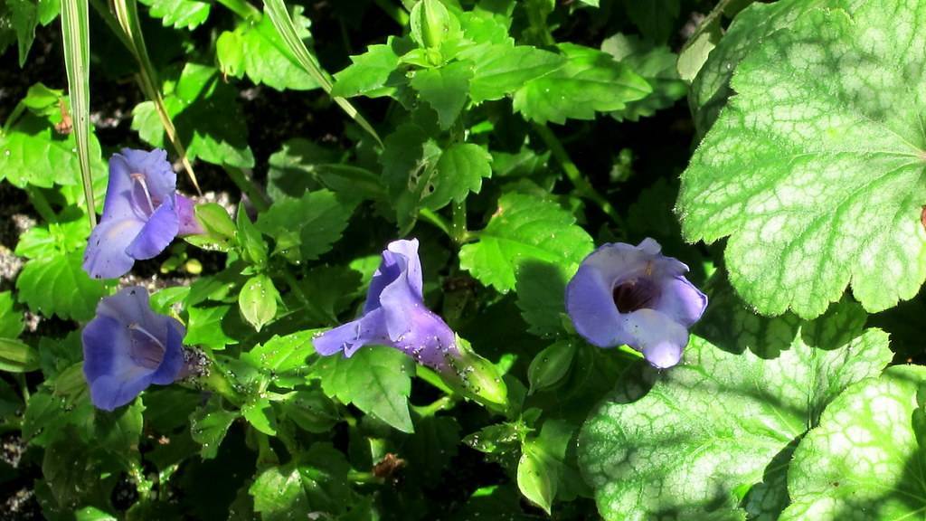 Coral Bells (Heuchera americana) displaying bell-shaped blue-purple flowers on slender stalks above green leaves