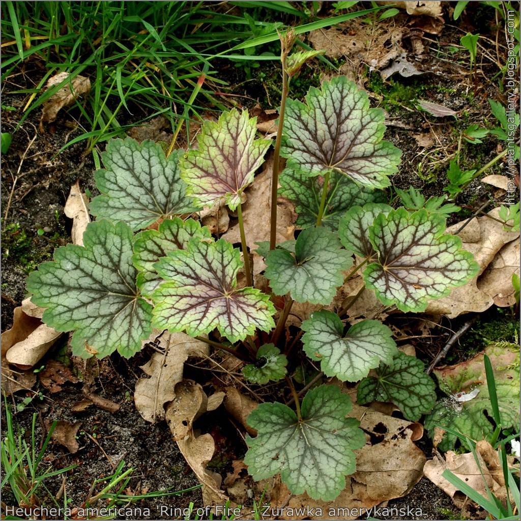 Coral Bells (Heuchera americana) showcasing broad leaves in shades of green, bronze, or burgundy with brown-gray stem