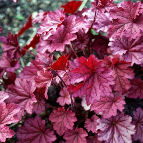 Pink leaves with burgundy stems, burgundy midrib and veins