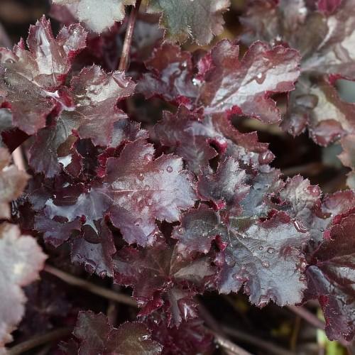 Red-gray leaves with brown stems, white midrib and blade