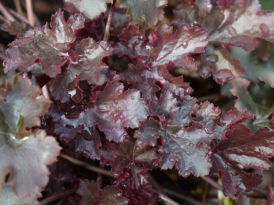 Red-gray leaves with brown stems, white midrib and blade