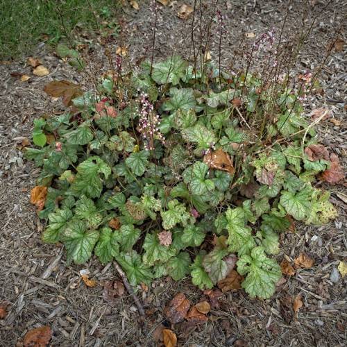 Coral Bells (Heuchera 'Black Forest Cake') featuring foliage in rich shades of burgundy or green with brown slender stems