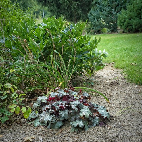 Green-white leaves with burgundy stems, dark-green veins and midrib.