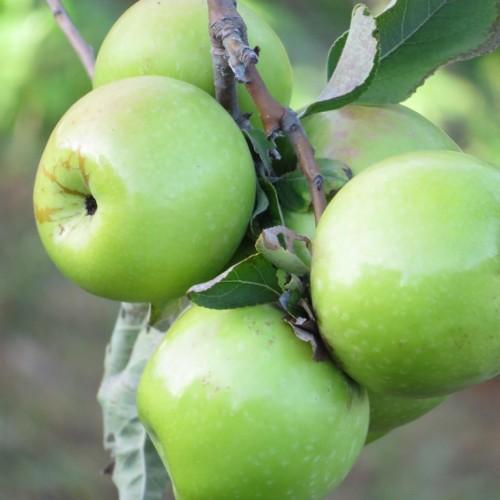 green-brown branches, consisting of green leaves having green fruits. (Apples)