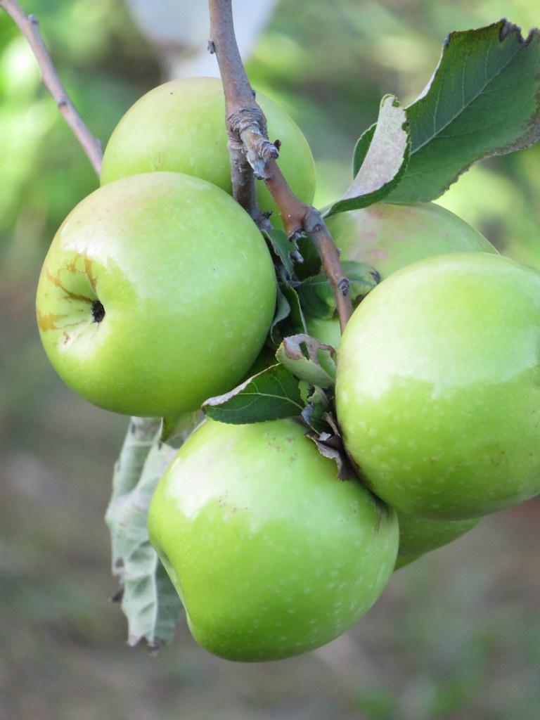 green-brown branches, consisting of green leaves having green fruits. (Apples)