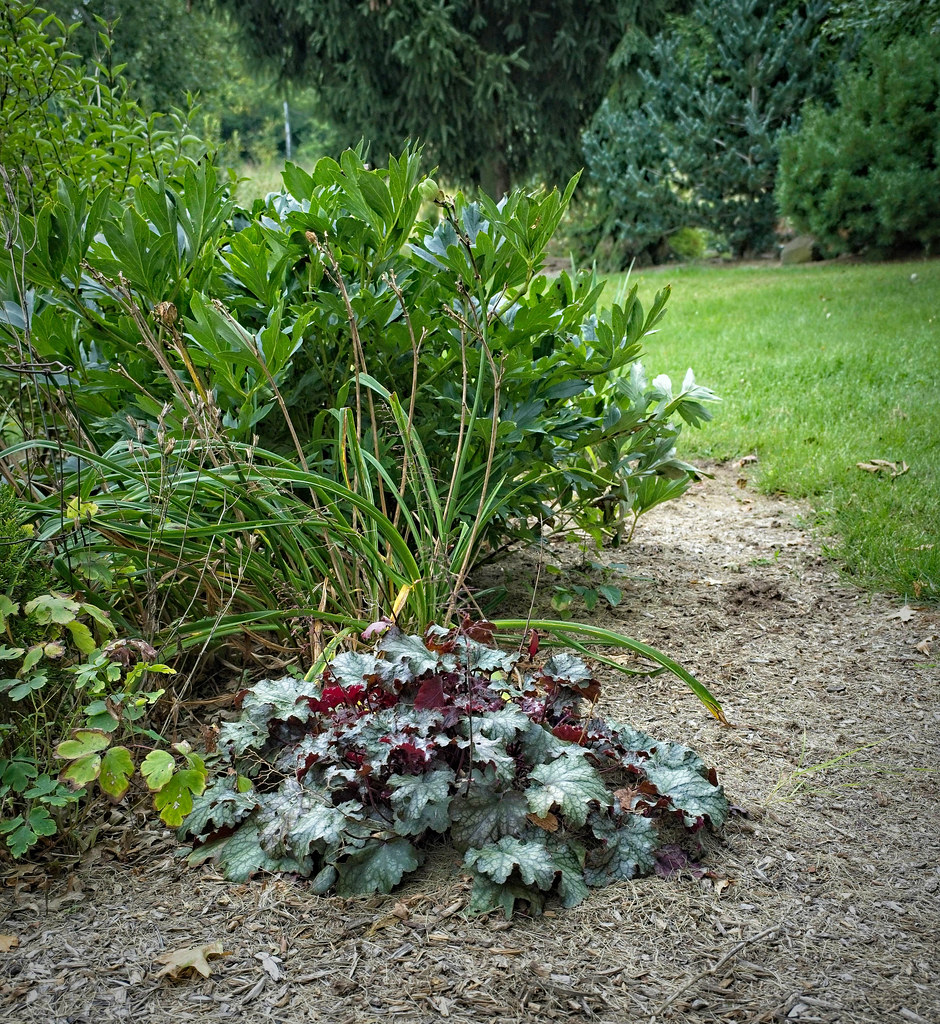 Coral Bells (Heuchera 'Mt. St. Helens') showcasing foliage in shades of fiery red, green or orange