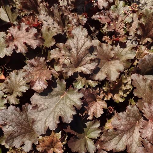 Olive-brown leaves with white midrib