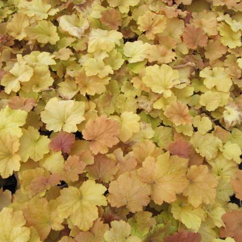 Coral Bells (Heuchera 'Caramel') featuring caramel-colored foliage with ruffled edges