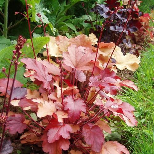 Yellow-pink leaves with pink stems and buds
