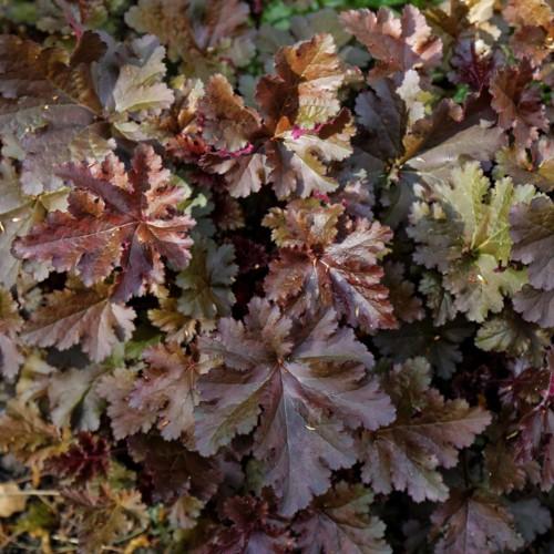 Olive-brown leaves with white midrib
