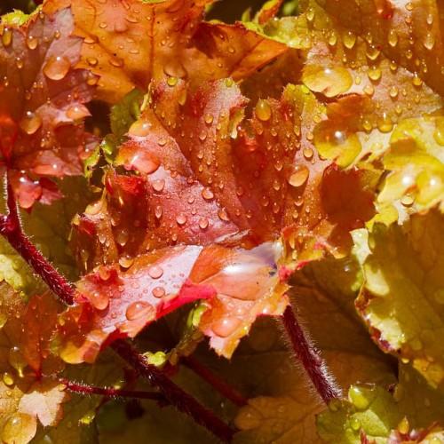 Yellow-orange leaves with orange stems and white hairs