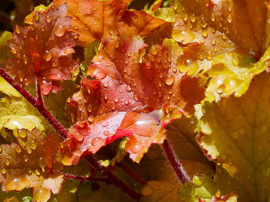 Yellow-orange leaves with orange stems and white hairs