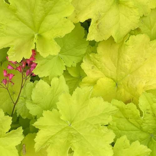 Coral Bells (Heuchera 'Citronelle') showcasing vibrant lime-green foliage and pink flowers branch among them